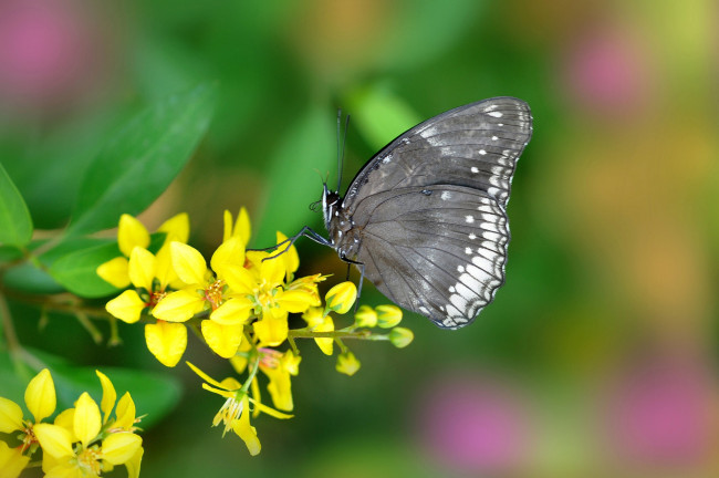 Обои картинки фото животные, бабочки, цветок, бабочка