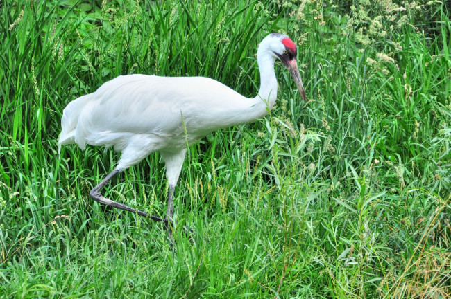 Обои картинки фото животные, цапли, цапля, трава