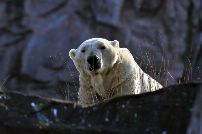 Обои картинки фото животные, медведи, мишка, животное, камень