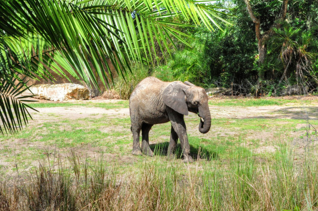 Обои картинки фото животные, слоны, зелень, слоненок, маленький