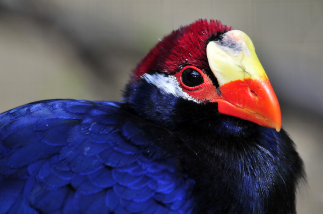 Обои картинки фото животные, турако, птица, окрас