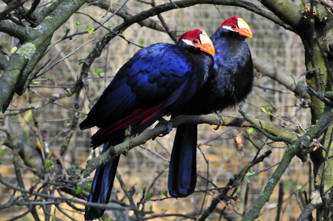 Обои картинки фото животные, турако, птицы, окрас, ветки