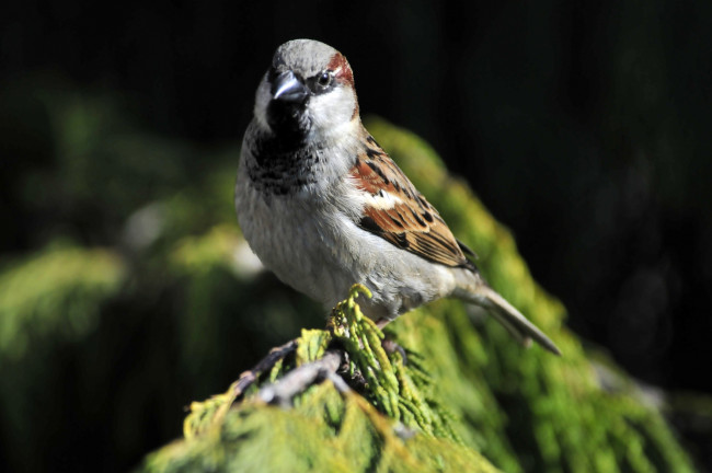 Обои картинки фото животные, воробьи, птица, камень, воробей