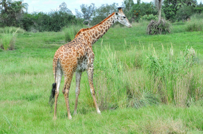 Обои картинки фото животные, жирафы, трава, жираф, животное