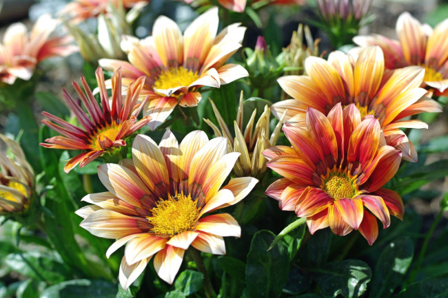 Обои картинки фото цветы, газания, оранж