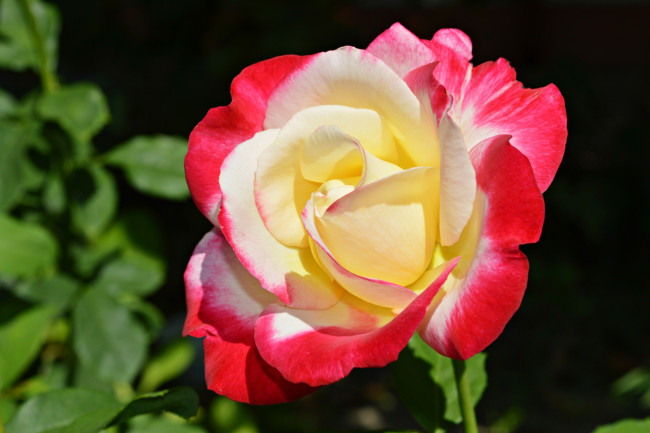 Обои картинки фото цветы, розы, макро, бутон, роза, лепестки