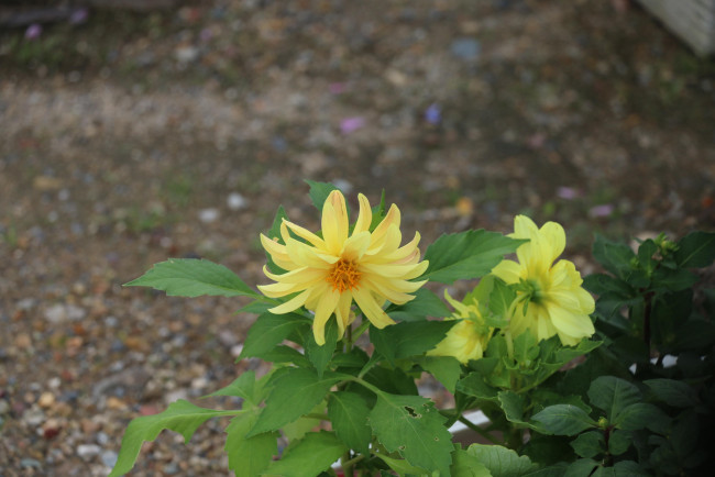 Обои картинки фото цветы, георгины, бутоны