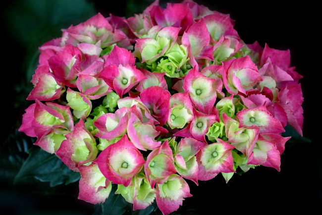 Обои картинки фото цветы, гортензия, розовая