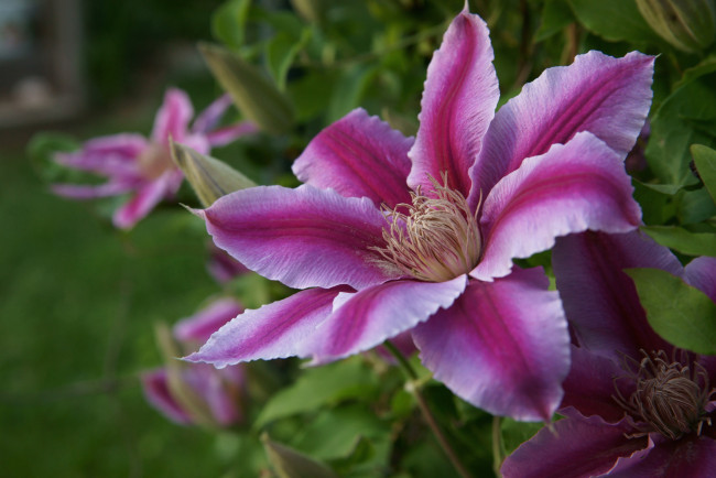 Обои картинки фото цветы, клематис , ломонос, макро