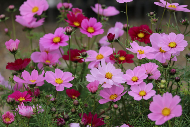 Обои картинки фото цветы, космея, бутоны