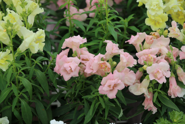 Обои картинки фото цветы, львиный зев, бутоны