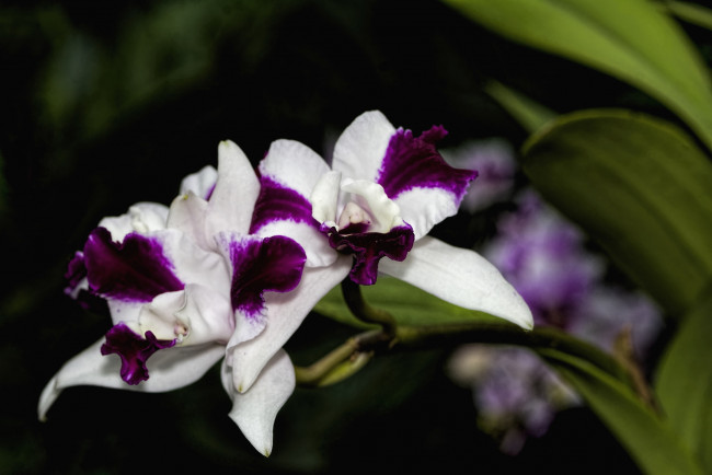 Обои картинки фото цветы, орхидеи, экзотика