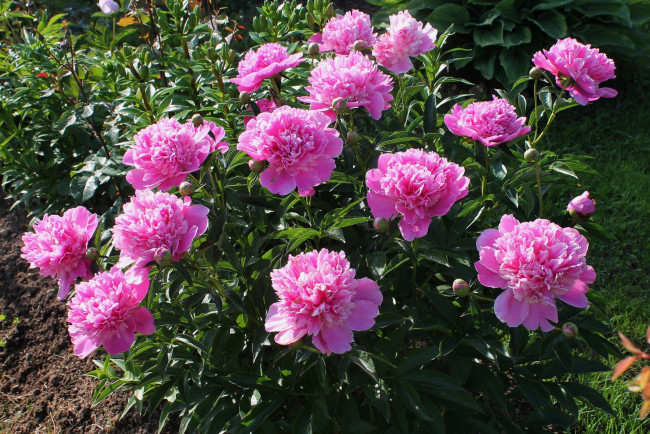 Обои картинки фото цветы, пионы, куст