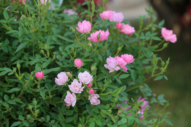 Обои картинки фото цветы, розы, бутоны