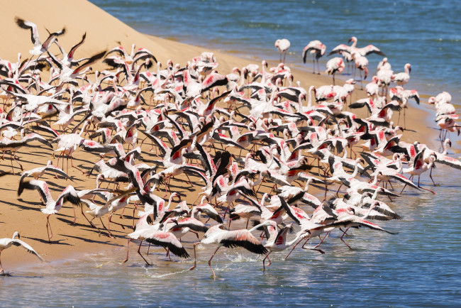Обои картинки фото животные, фламинго, стая