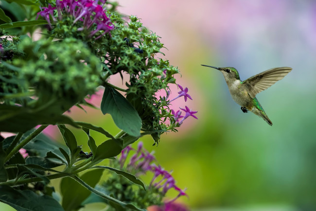 Обои картинки фото животные, колибри, кроха, полет