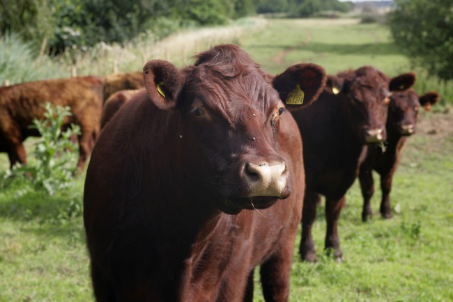 Обои картинки фото животные, коровы,  буйволы, пастбище, стадо