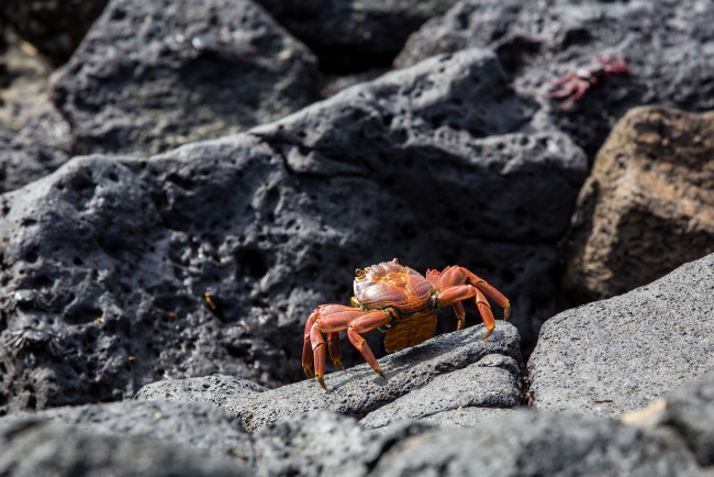 Обои картинки фото животные, крабы,  раки, камень, панцирь, клешни, краб