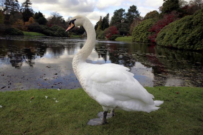 Обои картинки фото животные, лебеди, лебедь, белый, пруд