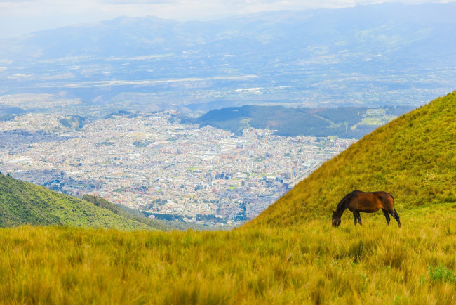 Обои картинки фото животные, лошади, пейзаж, пастбище, луг, конь