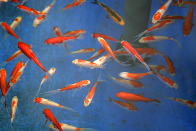 Обои картинки фото животные, рыбы, вода, окрас