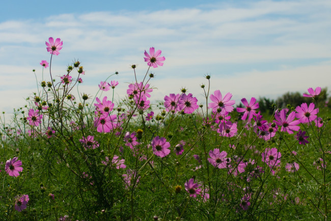 Обои картинки фото цветы, космея