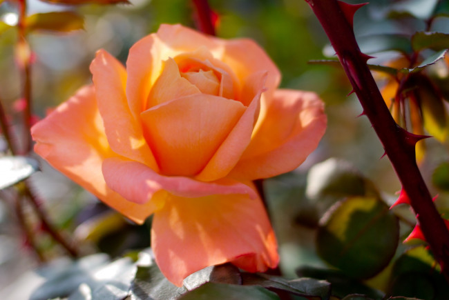 Обои картинки фото цветы, розы, оранжевая, роза