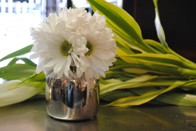 Обои картинки фото цветы, хризантемы, белые, букет, герберы