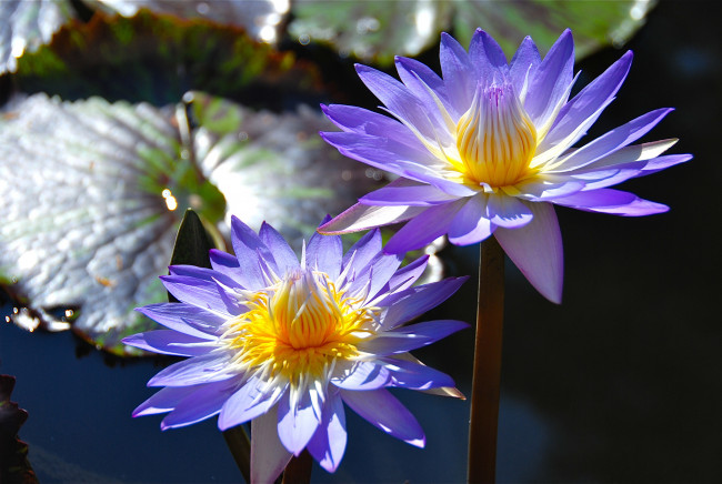 Обои картинки фото цветы, лилии водяные,  нимфеи,  кувшинки, дуэт, нимфея, водяная, лилия