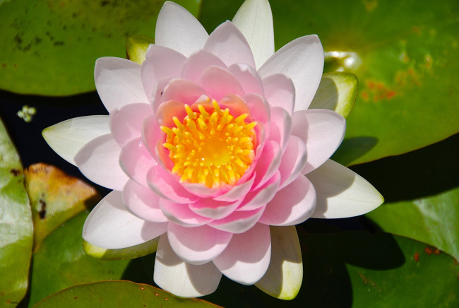 Обои картинки фото цветы, лилии водяные,  нимфеи,  кувшинки, макро, нимфея, кувшинка, водяная, лилия