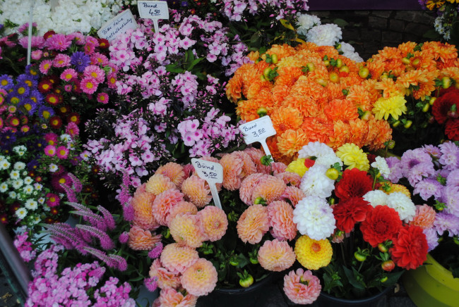 Обои картинки фото цветы, разные вместе, разные, вместе