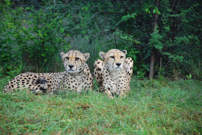 Обои картинки фото животные, леопарды, животное, трава