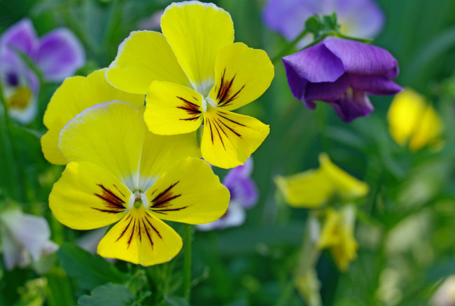 Обои картинки фото цветы, анютины глазки , садовые фиалки, цветной