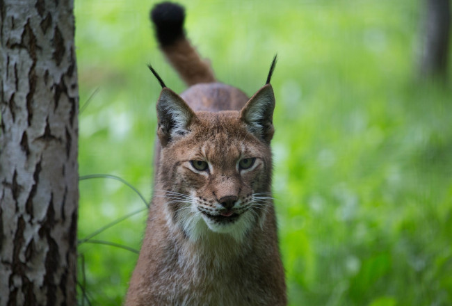 Обои картинки фото животные, рыси, морда, кошка