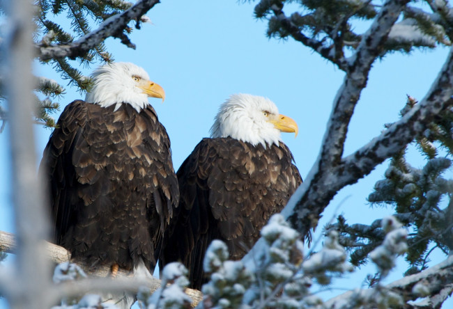 Обои картинки фото животные, птицы - хищники, орланы, 1920x1080