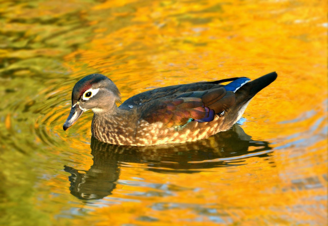 Обои картинки фото животные, утки, утка, птица, озеро
