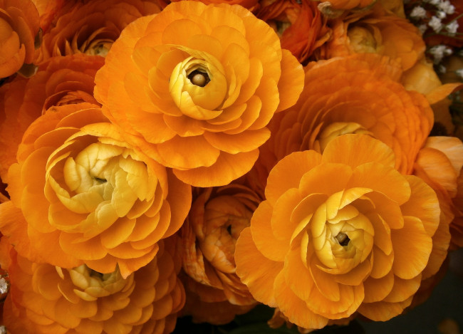 Обои картинки фото цветы, ранункулюс , азиатский лютик, оранжевый