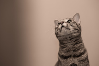 Картинка животные коты киса