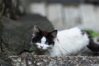 Картинка животные коты киса