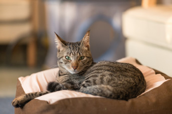 Картинка животные коты киса