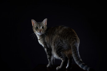 Картинка животные коты киса