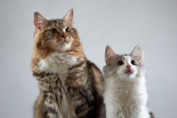 Картинка животные коты киса