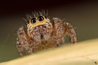 Картинка животные пауки паук