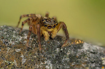 Картинка животные пауки макро паук
