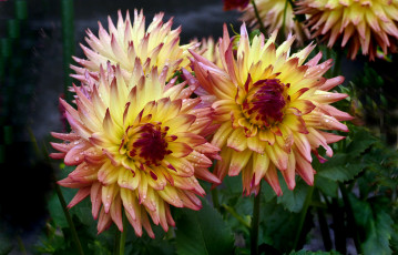 Картинка цветы георгины лепестки бутон