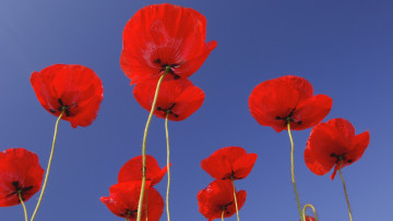 Картинка цветы маки луг небо стебель лепестки поле