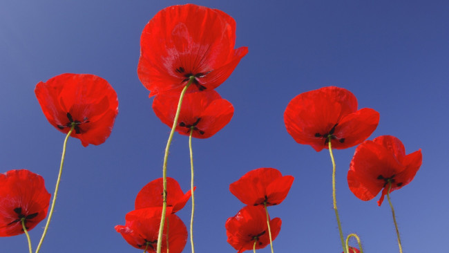 Обои картинки фото цветы, маки, луг, небо, стебель, лепестки, поле