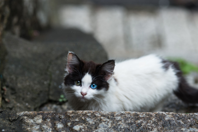 Обои картинки фото животные, коты, киса