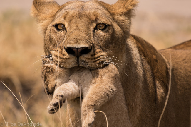 Обои картинки фото животные, львы, львёнок, кошачие, лев, хищник, животное, львица, держит, львёнка