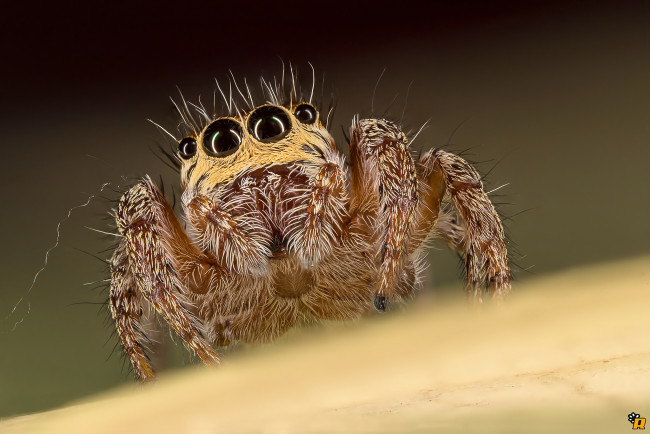 Обои картинки фото животные, пауки, паук